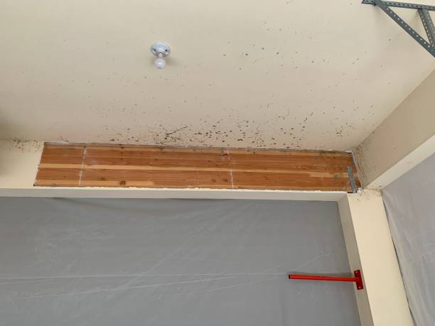 Professional Mold Inspection, Removal & Remediation in Towamensing Trails, PA